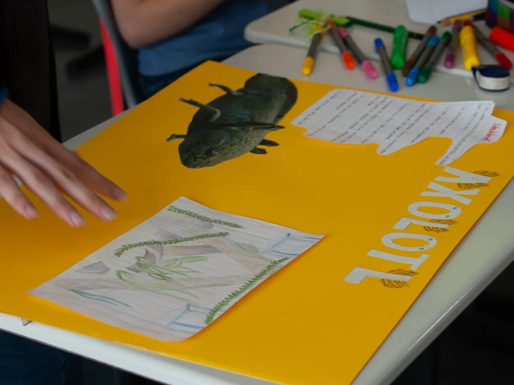 Gelbes Plakat mit der Aufschrift „Axolotl“ und Zeichnungen.